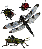 insects